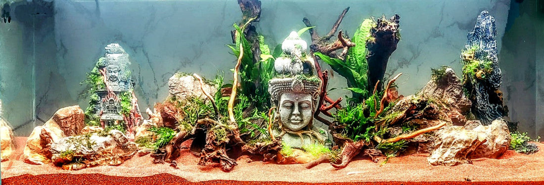 How To Start A New Aquarium