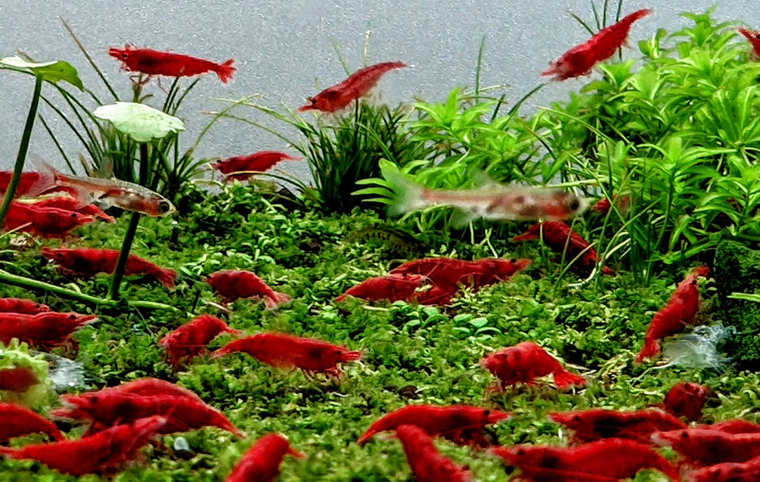 How To Add New Fish To Your Aquarium