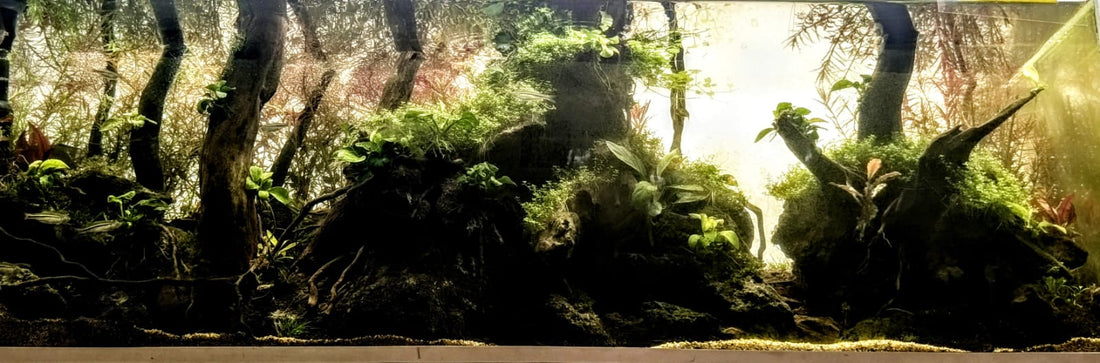 The Aquascape Maintenance Guide