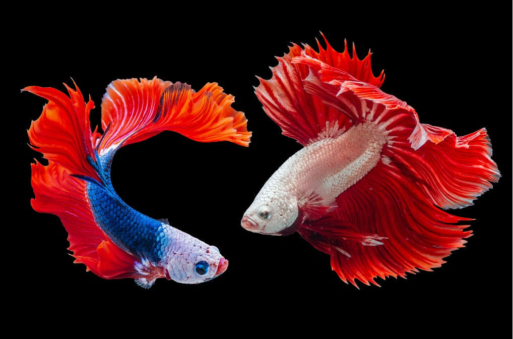 Betta ‘CARE’ Tips : The Most Popular pets