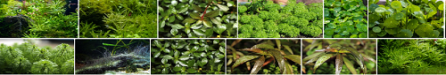 Easy To Grow Aquarium Plants