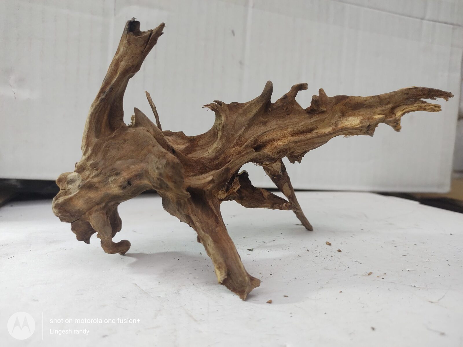 Driftwood