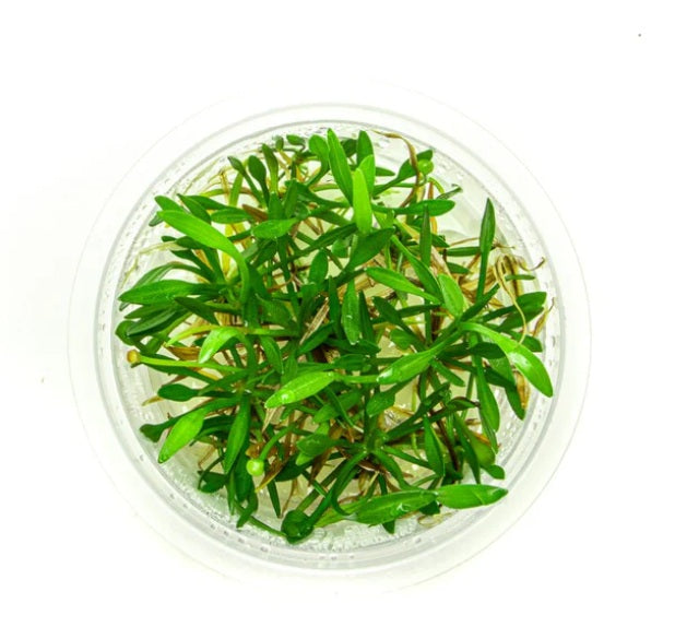 Aquarium Plants