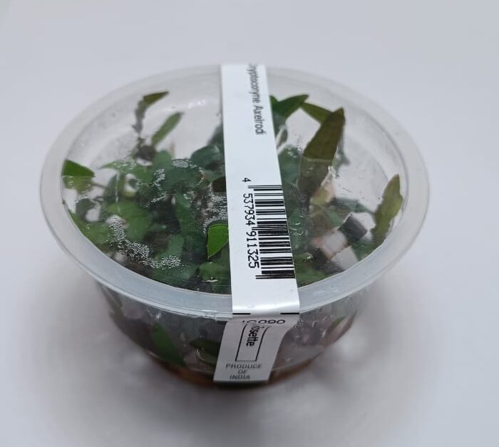 Cryptocorne Axelrodi TC - IC090