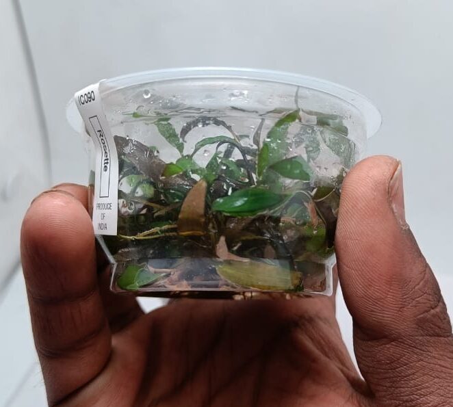 Cryptocorne Axelrodi TC - IC090