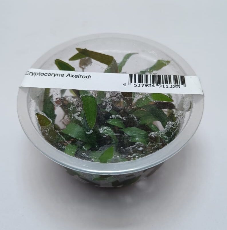 Cryptocorne Axelrodi TC - IC090