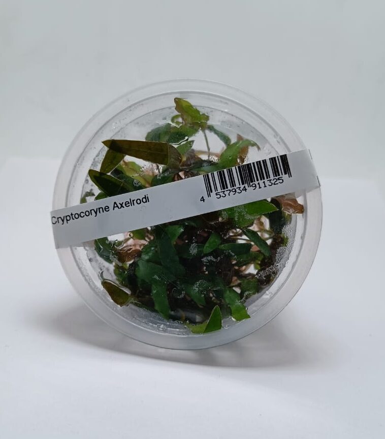 Cryptocorne Axelrodi TC - IC090