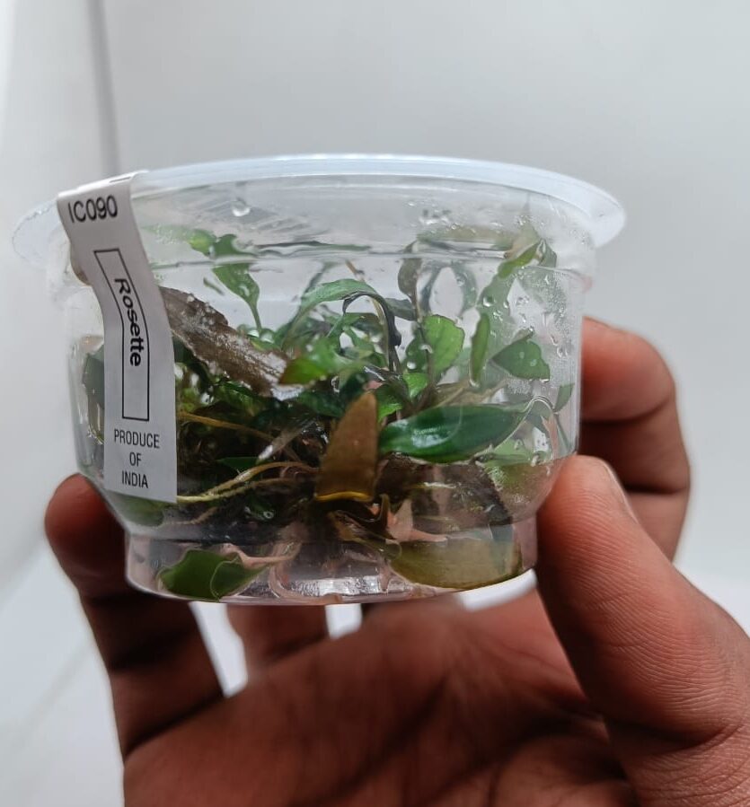 Cryptocorne Axelrodi TC - IC090