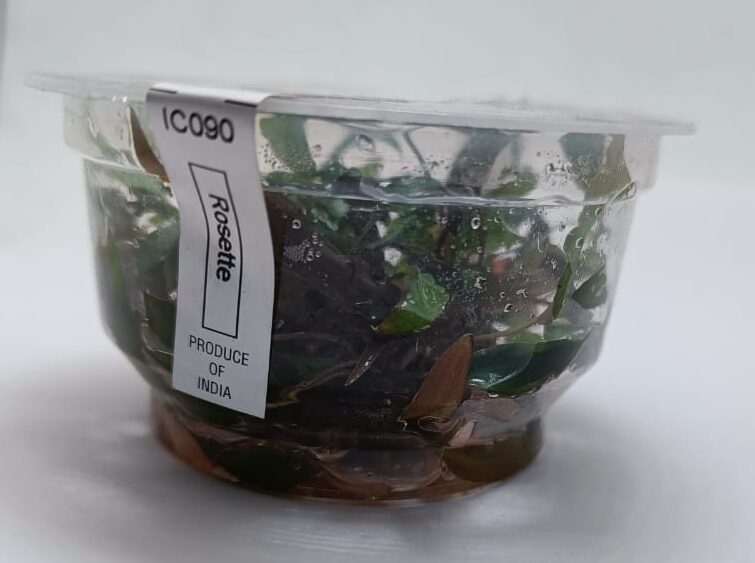 Live aquarium plant - Cryptocorne Axelrodi TC - IC090