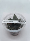 Live aquarium plant - Lagenandra Keralansis TC - IC215