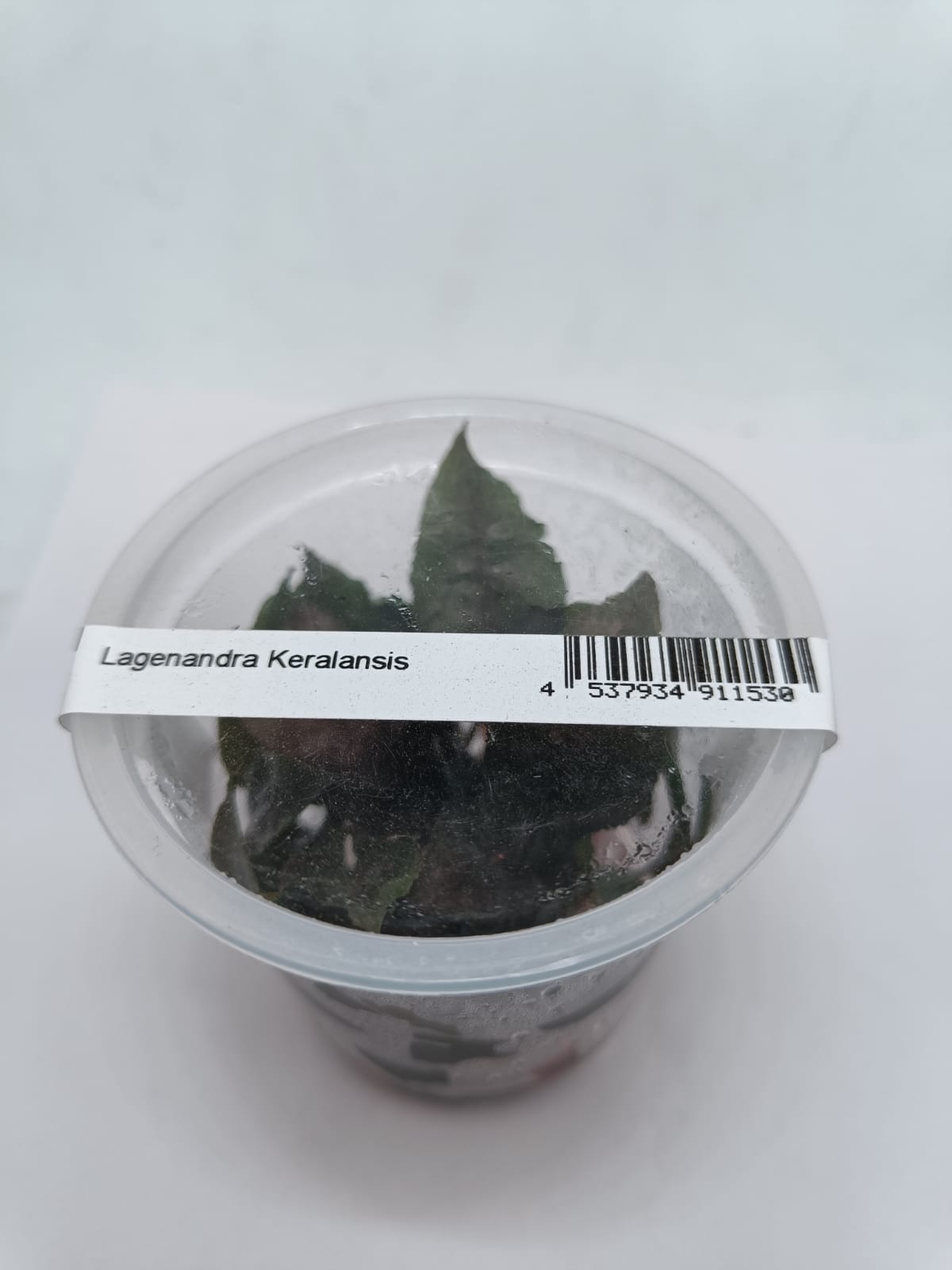 Live aquarium plant - Lagenandra Keralansis TC - IC215