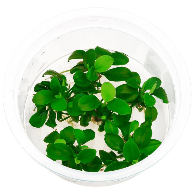Live aquarium plant - Anubias barteri var. Nana 'Petite' TC - IC055