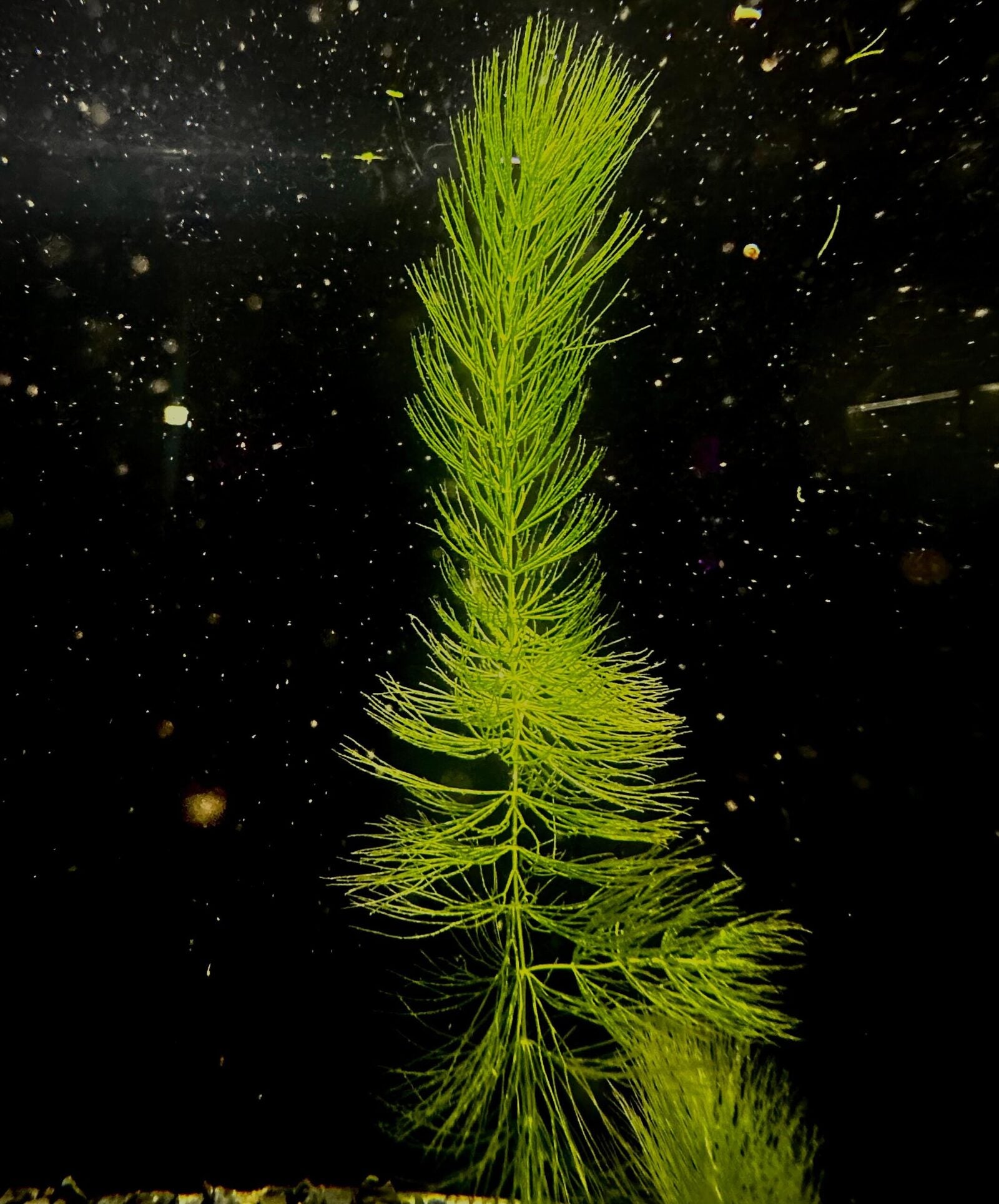 Foxtail Floating Plant