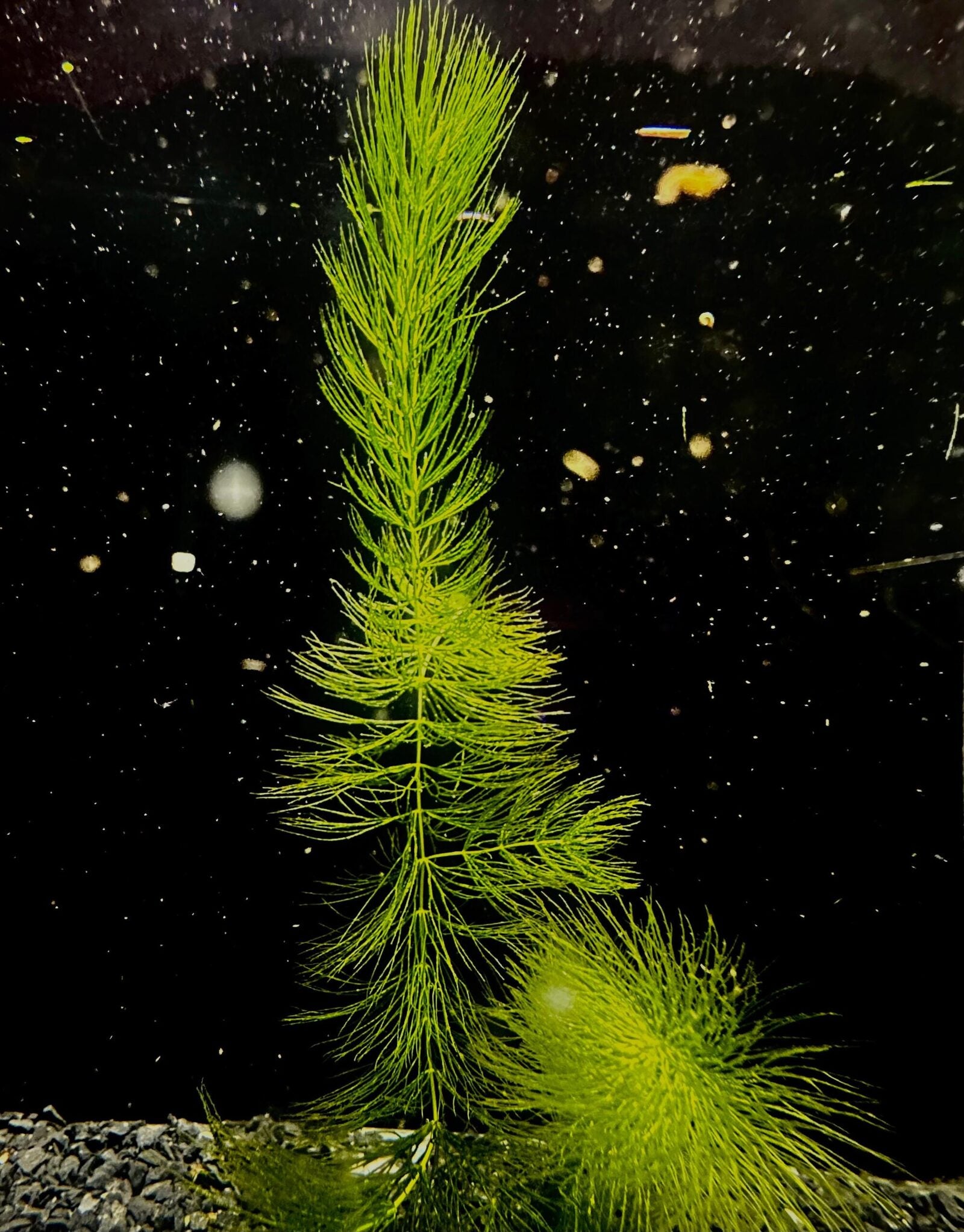 Foxtail Floating Plant