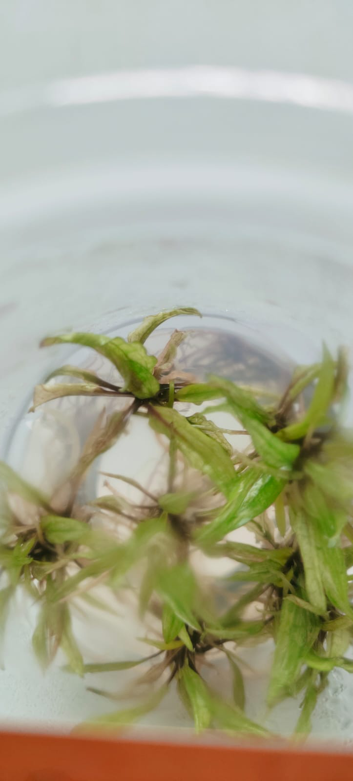 Cryptocoryne wendtii Green Gekco