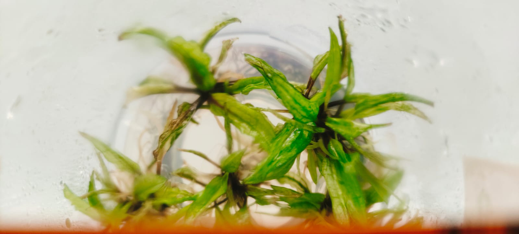 Cryptocoryne wendtii Green Gekco
