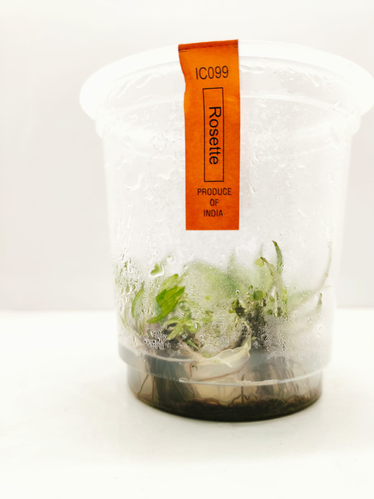 Cryptocoryne wendtii Green Gekco