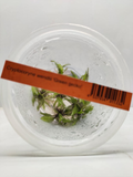Cryptocoryne wendtii Green Gekco