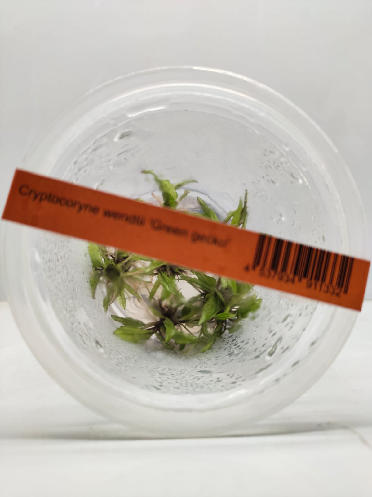 Cryptocoryne wendtii Green Gekco
