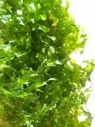 Pelia Moss tied on a Rock