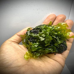 Pelia Moss tied on a Rock