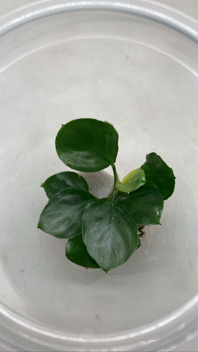 Anubias Barteri Round Leaf