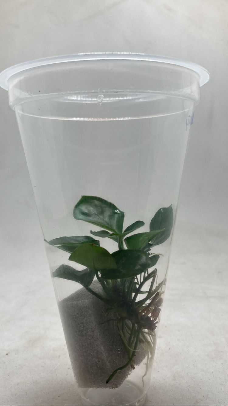 Anubias Barteri Round Leaf2