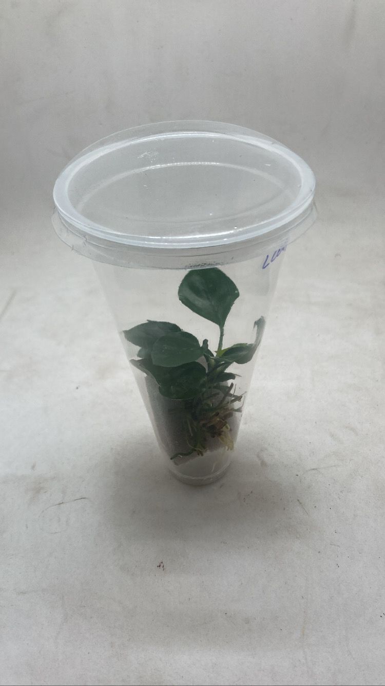 Anubias Barteri Round Leaf1