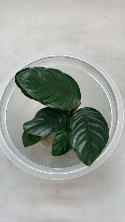 Barteri Coffeefolia1