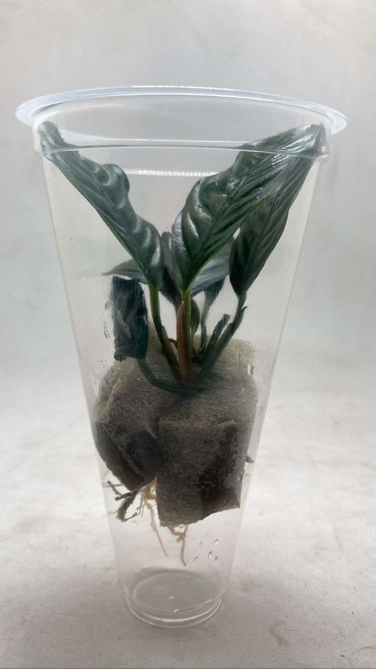 Barteri Coffeefolia2