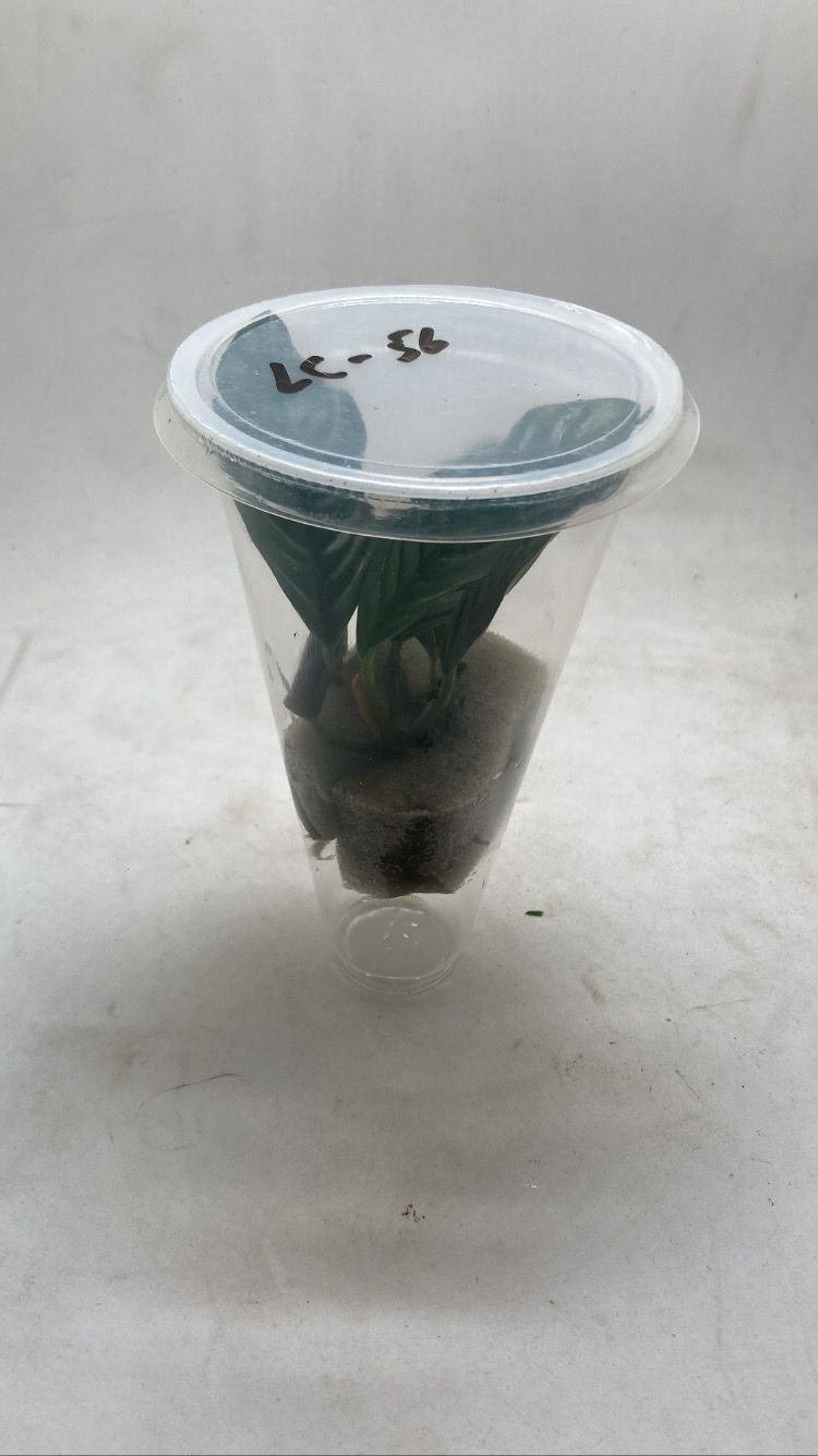 Barteri Coffeefolia2