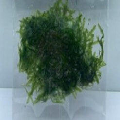 Taxiphyllum-Sp-Peacock-moss