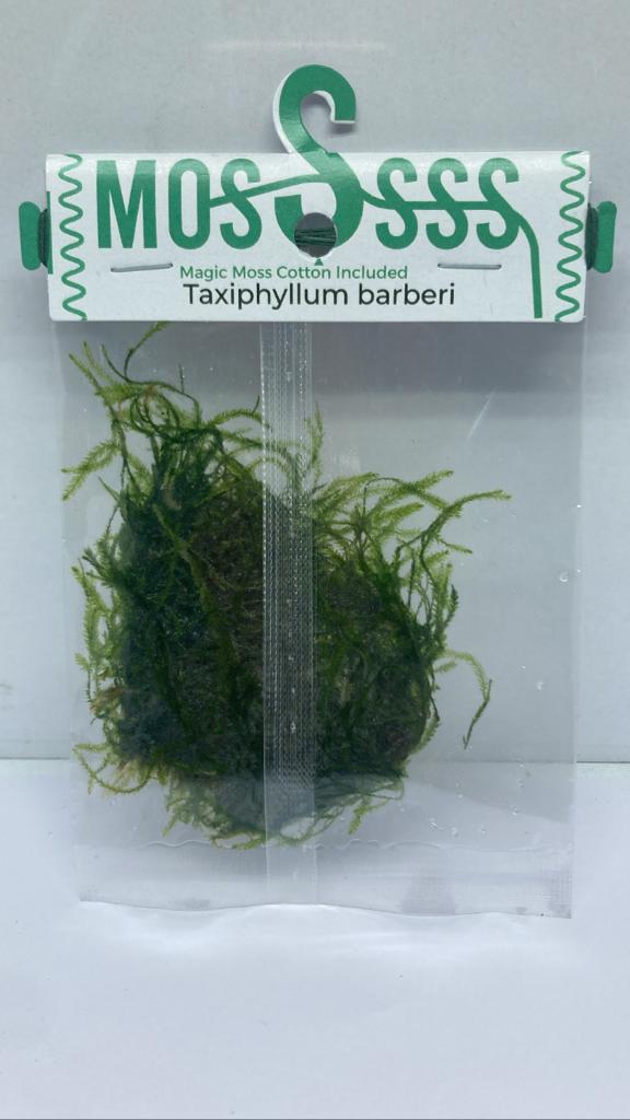 Moss Bag - Taxiphyllum barberi'1