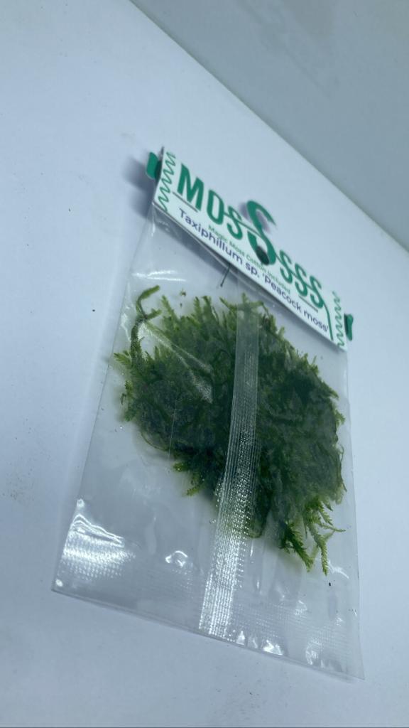 Moss Bag - Taxiphyllum barberi'2
