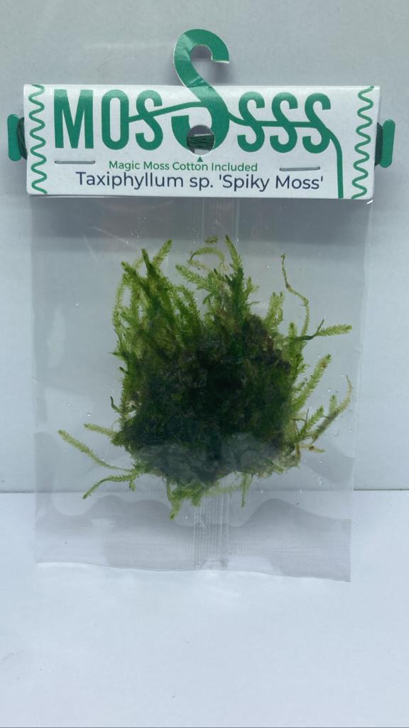 SpikyMoss1 (1)