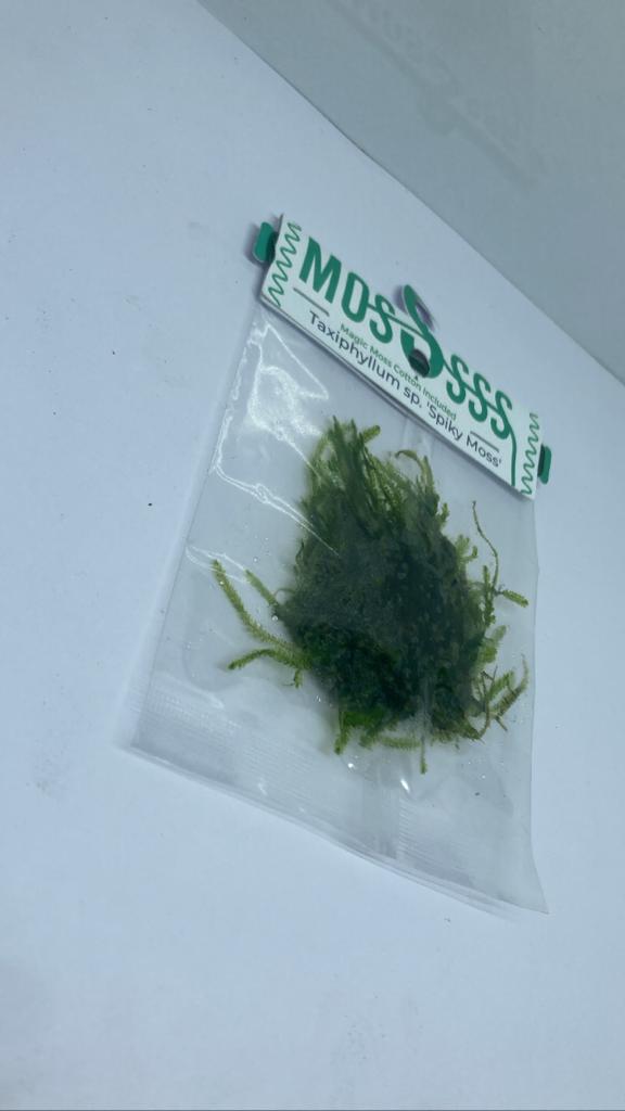 SpikyMoss2