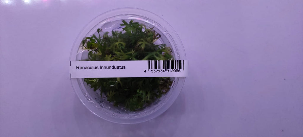 Ranaculus Innunduatus-IC2961
