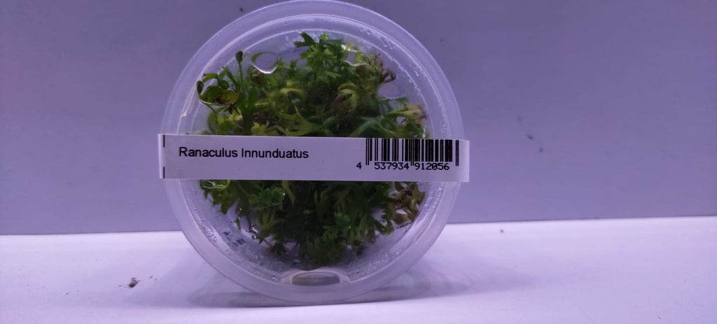 Ranaculus Innunduatus-IC2962