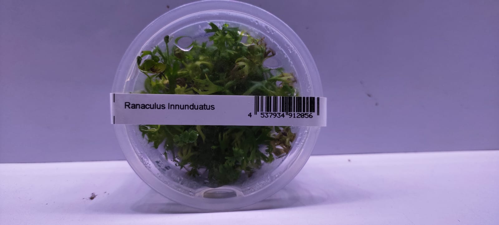 Ranaculus Innunduatus-IC2962