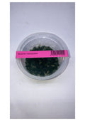 Riccardiachamedryfolia1