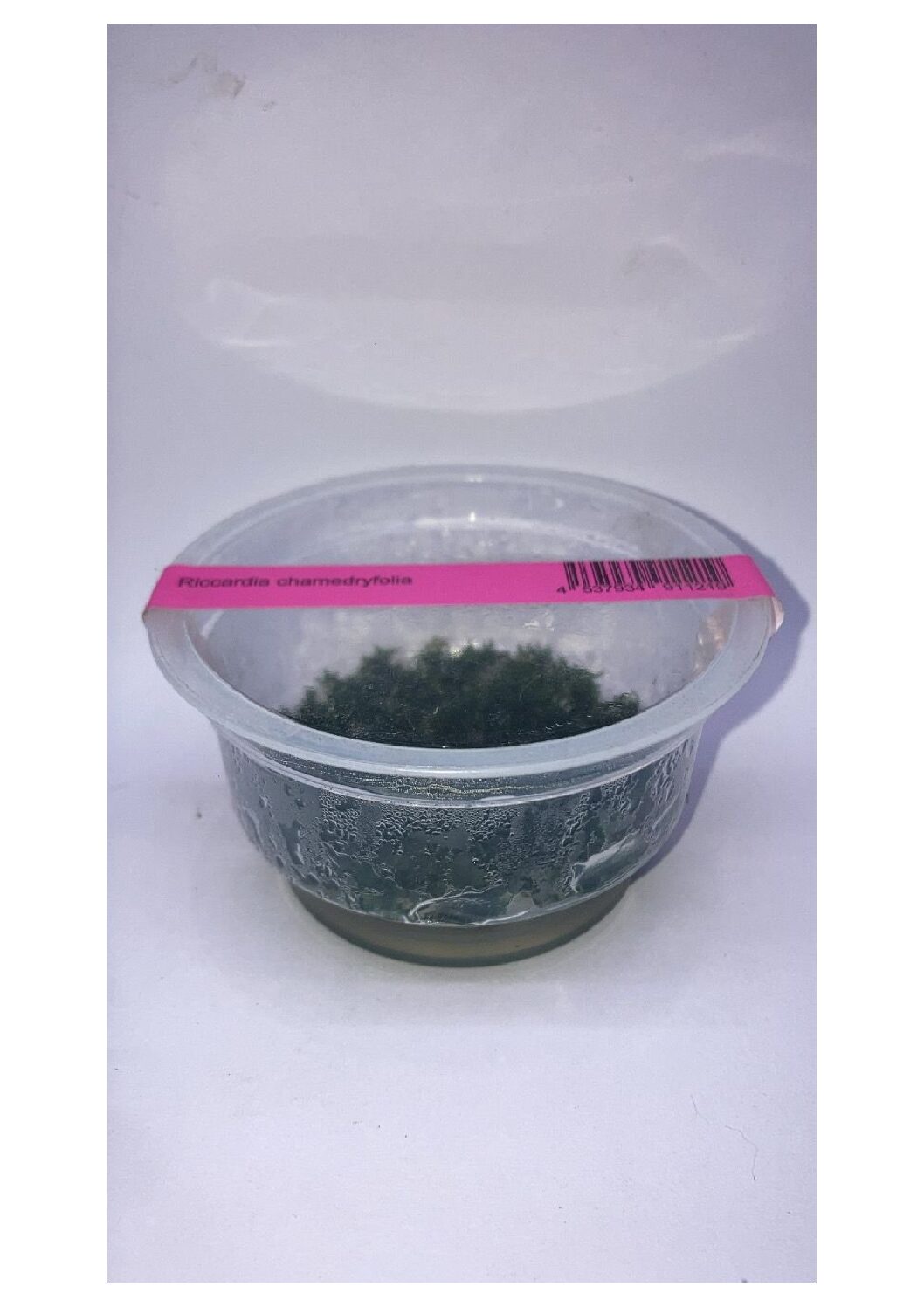 Riccardiachamedryfolia2