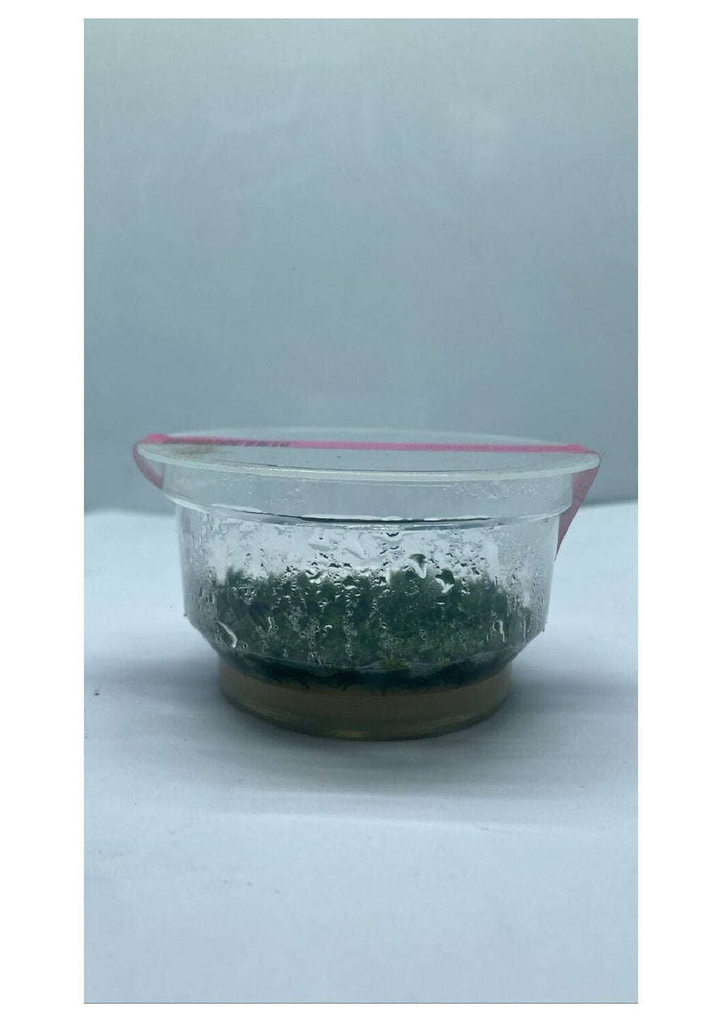 Riccardiachamedryfolia3