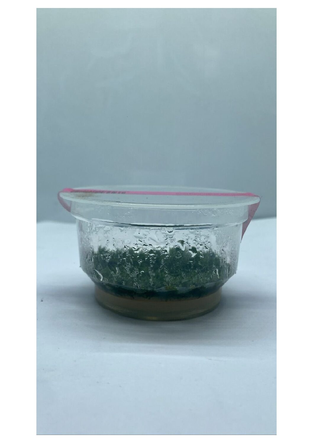 Riccardiachamedryfolia3
