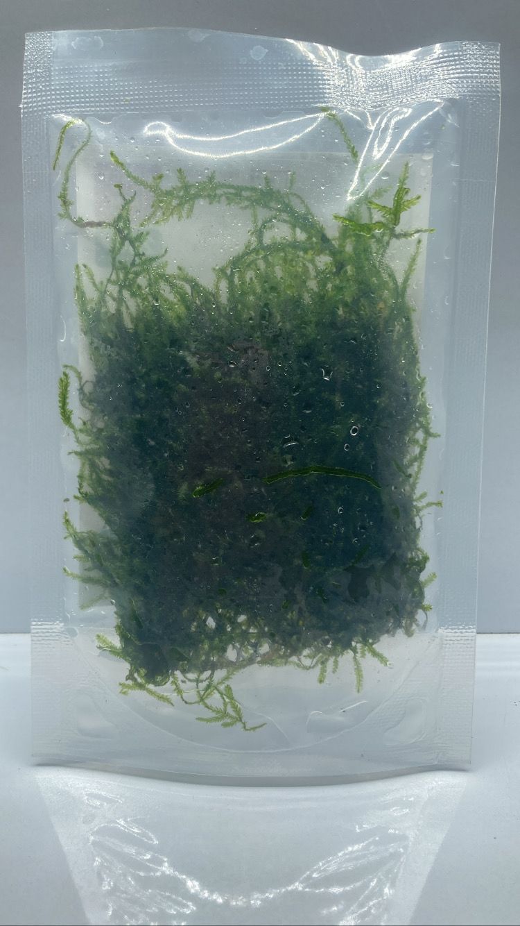 Java Moss' on Mesh3