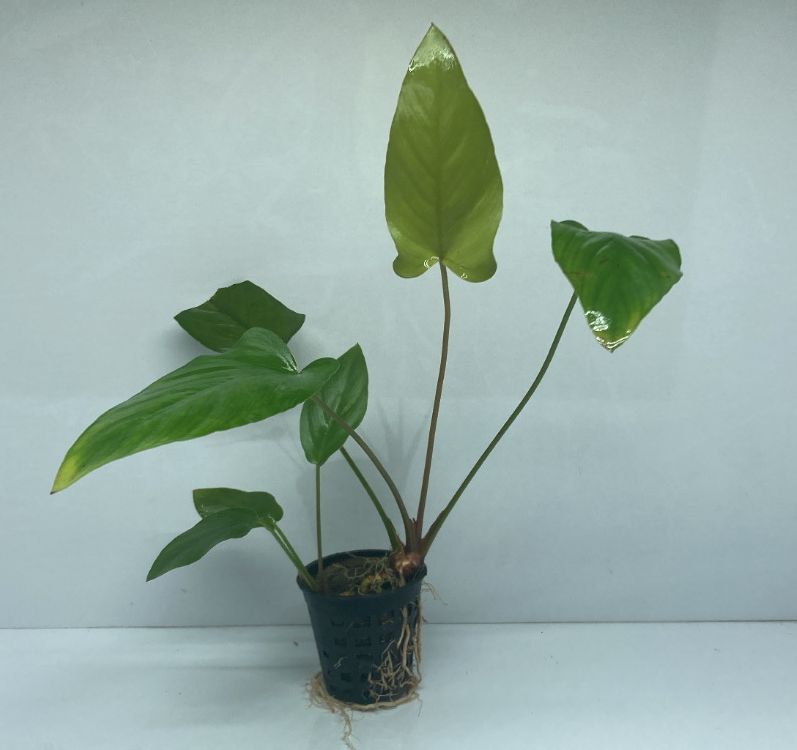 anubias gracilis2
