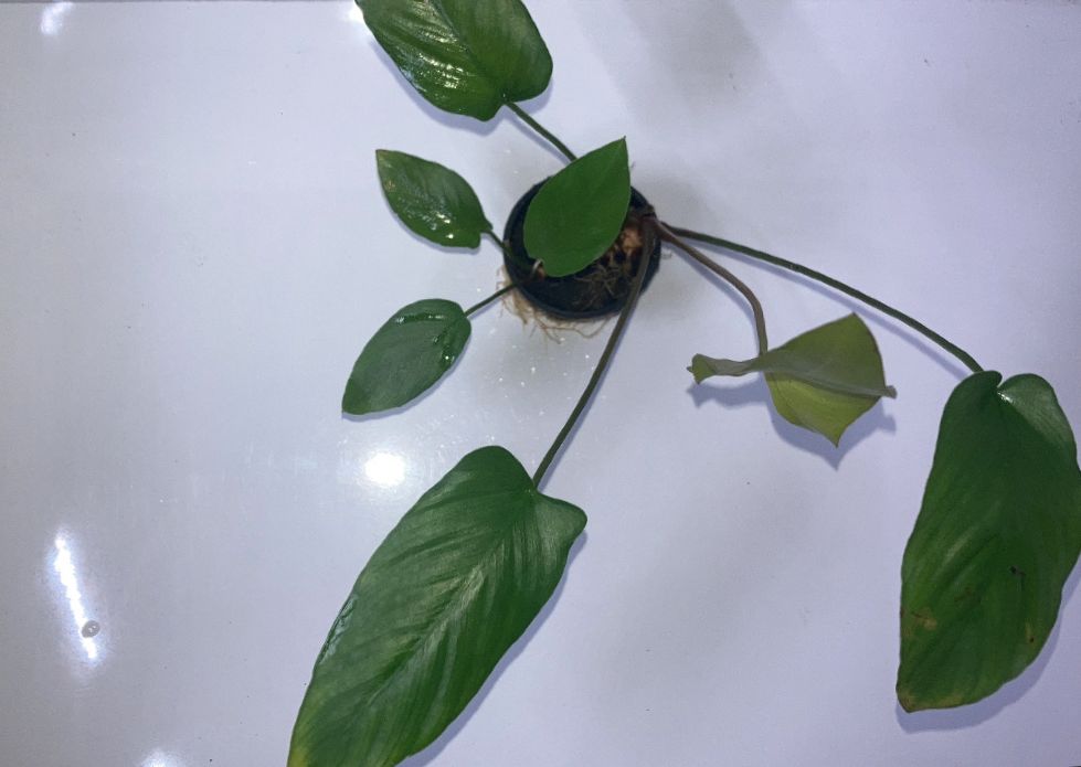anubias gracilis3
