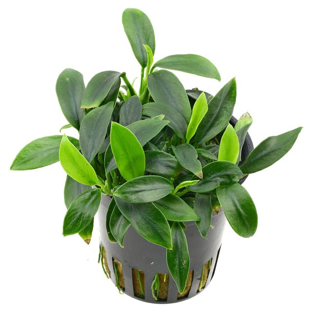 anubias-glabra-varigated21