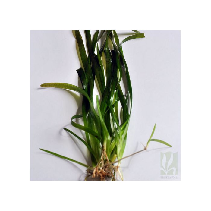 Vallisneria americana Gigantea1a
