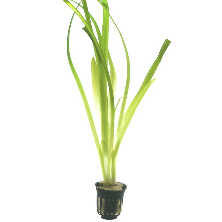 Vallisneria americana Gigantea2a