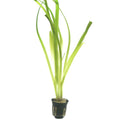 Vallisneria americana Gigantea2a